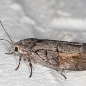 Illidgea epigramma at Melba, ACT - 24 Dec 2021 10:45 PM