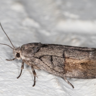Illidgea epigramma (A Gelechioid moth) at Melba, ACT - 24 Dec 2021 by kasiaaus