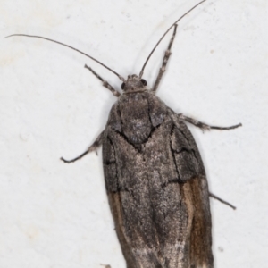 Illidgea epigramma at Melba, ACT - 24 Dec 2021 10:45 PM