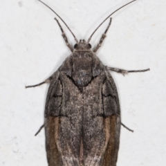 Illidgea epigramma at Melba, ACT - 24 Dec 2021