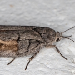 Illidgea epigramma at Melba, ACT - 24 Dec 2021 10:45 PM