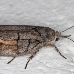 Illidgea epigramma at Melba, ACT - 24 Dec 2021 10:45 PM