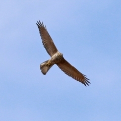 Tachyspiza fasciata (Brown Goshawk) at Fadden, ACT - 21 Feb 2022 by RodDeb