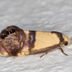 Eupselia satrapella and similar species (An Hypertrophid moth) at Melba, ACT - 24 Dec 2021 by kasiaaus
