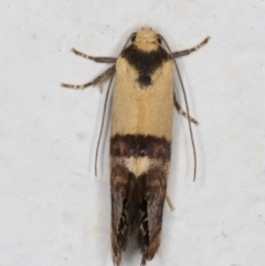 Eupselia satrapella and similar species at Melba, ACT - 24 Dec 2021