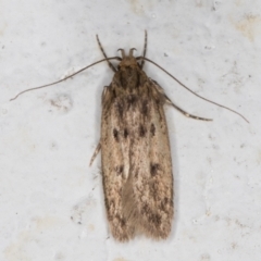 Hofmannophila pseudospretella (Brown House Moth) at Melba, ACT - 24 Dec 2021 by kasiaaus