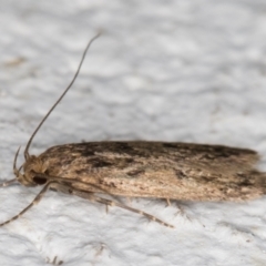 Hofmannophila pseudospretella at Melba, ACT - 24 Dec 2021 10:46 PM