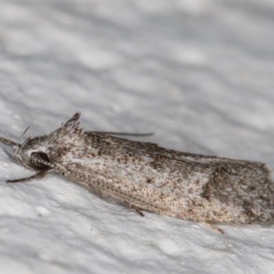 Heterozyga coppatias (A concealer moth) at Melba, ACT - 24 Dec 2021 by kasiaaus