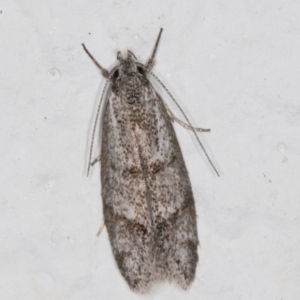 Heterozyga coppatias at Melba, ACT - 24 Dec 2021 10:49 PM