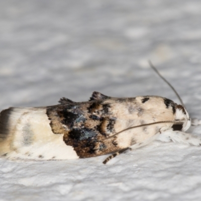 Piloprepes antidoxa (A concealer moth (Wingia group)) at Melba, ACT - 24 Dec 2021 by kasiaaus