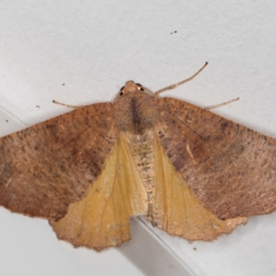 Mnesampela privata (Autumn Gum Moth) at Melba, ACT - 24 Dec 2021 by kasiaaus