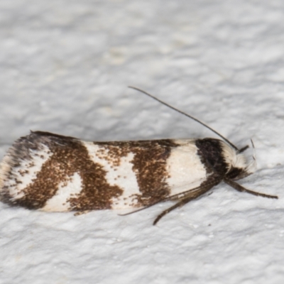 Isomoralla eriscota (A concealer moth) at Melba, ACT - 24 Dec 2021 by kasiaaus