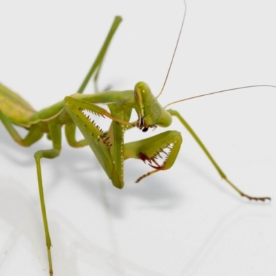 Pseudomantis albofimbriata (False garden mantis) at Jerrabomberra, NSW - 18 Feb 2022 by MarkT