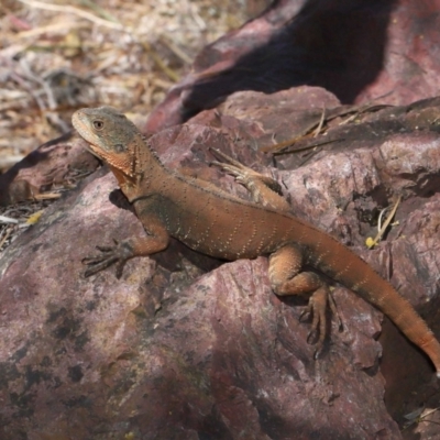 Intellagama lesueurii howittii (Gippsland Water Dragon) at Acton, ACT - 18 Feb 2022 by TimL
