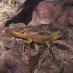 Intellagama lesueurii howittii at Acton, ACT - 18 Feb 2022 12:16 PM