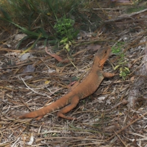 Intellagama lesueurii howittii at Acton, ACT - 18 Feb 2022 12:16 PM