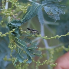 Rhinotia sp. (genus) (Unidentified Rhinotia weevil) at Albury - 20 Feb 2022 by KylieWaldon