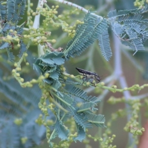 Rhinotia sp. (genus) at West Albury, NSW - 20 Feb 2022