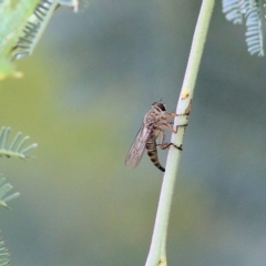 Unidentified Robber fly (Asilidae) at Albury - 20 Feb 2022 by KylieWaldon