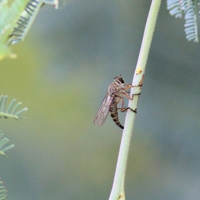 Asilidae (family) (Unidentified Robber fly) at West Albury, NSW - 20 Feb 2022 by KylieWaldon