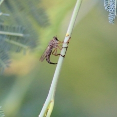 Asilidae (family) at West Albury, NSW - 20 Feb 2022 02:25 PM