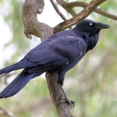 Corvus coronoides (Australian Raven) at Albury - 20 Feb 2022 by KylieWaldon