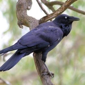 Corvus coronoides at West Albury, NSW - 20 Feb 2022 02:34 PM