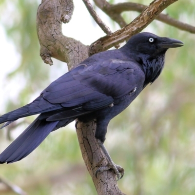 Corvus coronoides (Australian Raven) at Albury - 20 Feb 2022 by KylieWaldon