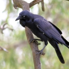 Corvus coronoides at West Albury, NSW - 20 Feb 2022