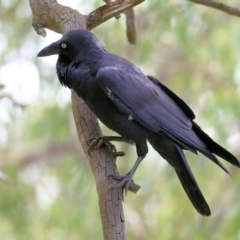 Corvus coronoides at West Albury, NSW - 20 Feb 2022 02:34 PM