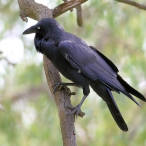 Corvus coronoides at West Albury, NSW - 20 Feb 2022