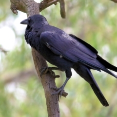 Corvus coronoides at West Albury, NSW - 20 Feb 2022 02:34 PM