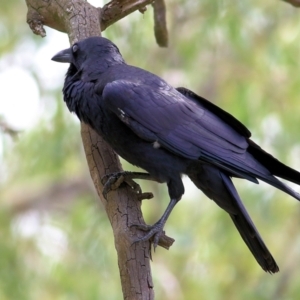 Corvus coronoides at West Albury, NSW - 20 Feb 2022