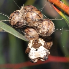 Celaenia excavata (Bird-dropping spider) at Acton, ACT - 18 Feb 2022 by TimL