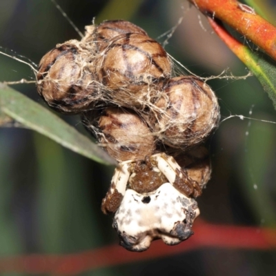 Celaenia excavata (Bird-dropping spider) at ANBG - 18 Feb 2022 by TimL