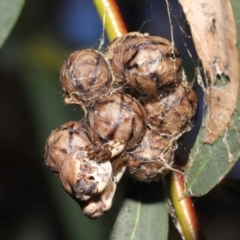 Celaenia excavata at Acton, ACT - suppressed