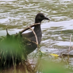 Gallinula tenebrosa (Dusky Moorhen) at Horseshoe Lagoon and West Albury Wetlands - 20 Feb 2022 by KylieWaldon