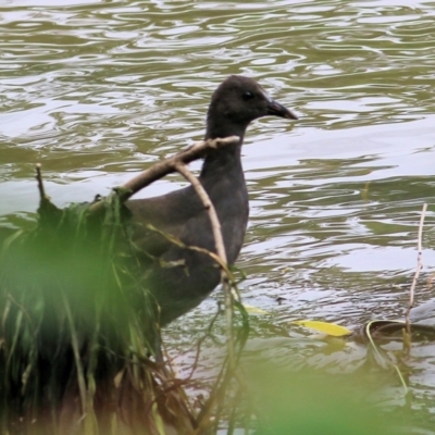 Gallinula tenebrosa (Dusky Moorhen) at Horseshoe Lagoon and West Albury Wetlands - 20 Feb 2022 by KylieWaldon