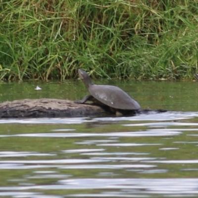 Emydura macquarii (Macquarie Turtle) at Horseshoe Lagoon and West Albury Wetlands - 20 Feb 2022 by KylieWaldon