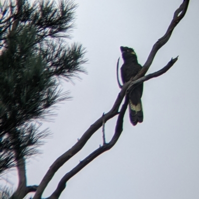 Zanda funerea (Yellow-tailed Black-Cockatoo) at Bright, VIC - 20 Feb 2022 by Darcy