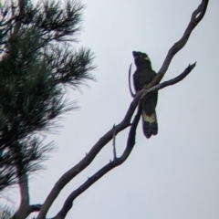 Zanda funerea (Yellow-tailed Black-Cockatoo) at Bright, VIC - 19 Feb 2022 by Darcy