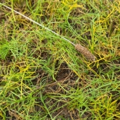 Haloragis heterophylla (Variable Raspwort) at Chifley, ACT - 22 Feb 2022 by Jiggy