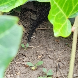 Egernia cunninghami at Red Hill, ACT - 22 Feb 2022