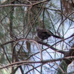 Psophodes olivaceus at Bright, VIC - 20 Feb 2022