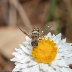 Villa sp. (genus) (Unidentified Villa bee fly) at Latham, ACT - 21 Feb 2022 by Roger