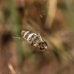 Villa sp. (genus) at Latham, ACT - 21 Feb 2022 12:44 PM