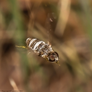 Villa sp. (genus) at Latham, ACT - 21 Feb 2022 12:44 PM