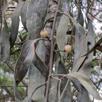 Amyema quandang var. quandang (Grey Mistletoe) at Bright, VIC - 19 Feb 2022 by Darcy