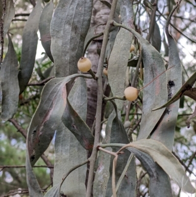 Amyema quandang var. quandang (Grey Mistletoe) at Alpine Shire - 19 Feb 2022 by Darcy