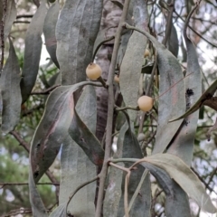 Amyema quandang var. quandang (Grey Mistletoe) at Bright, VIC - 19 Feb 2022 by Darcy